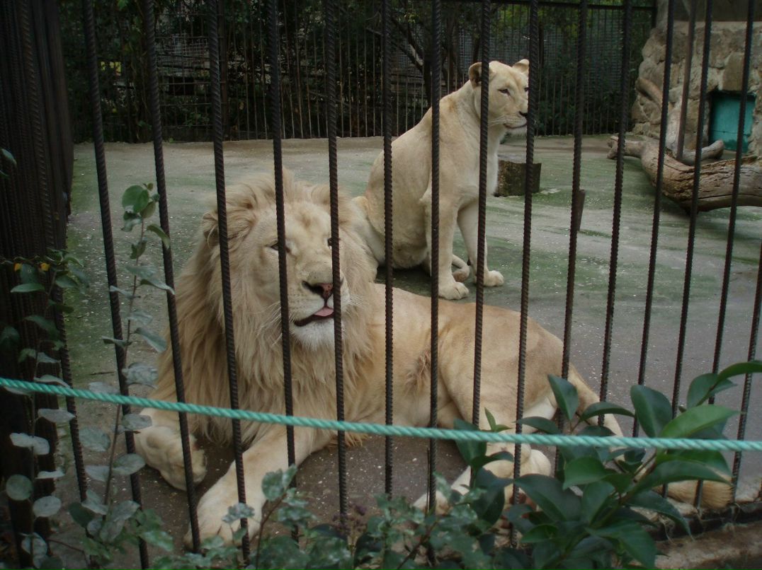 Нияра Мамутова | Бахчисарай