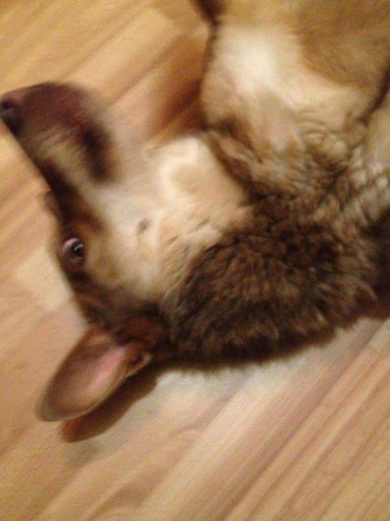 Иван Остривной Александрович | Санкт-Петербург