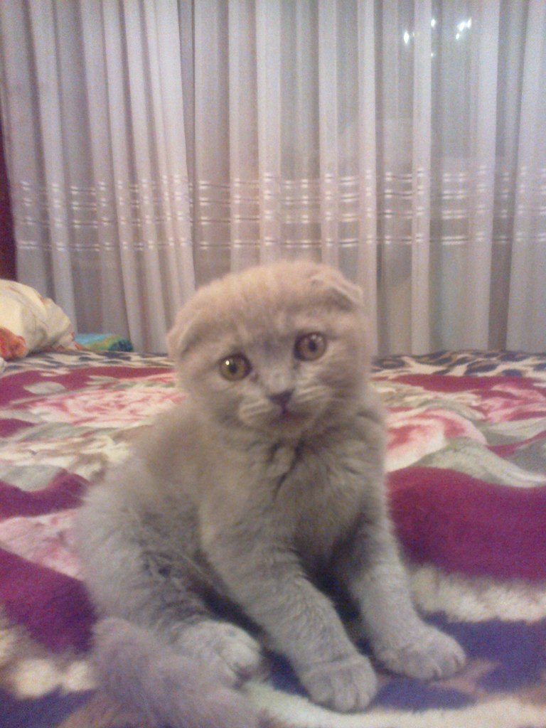 Григорій Мацаценко | Киев