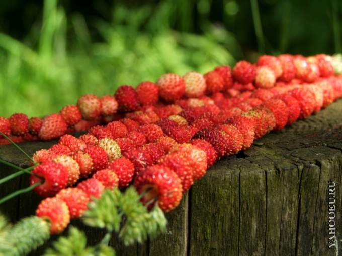 Катерина Иванова | Чебоксары