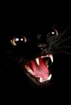 Бастет Томкевич )О(B@stet)О( | 