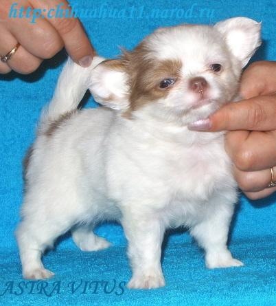 Светлана Бирижная фото профиля #1