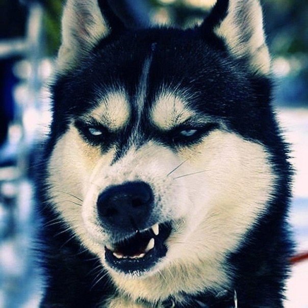 Сардорбекчик Камбаровчик, Россия, Томск