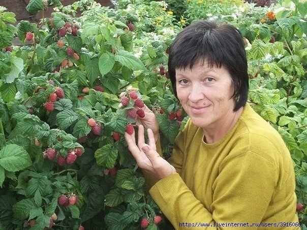 Как без ущерба для урожая омолодить свой малинник