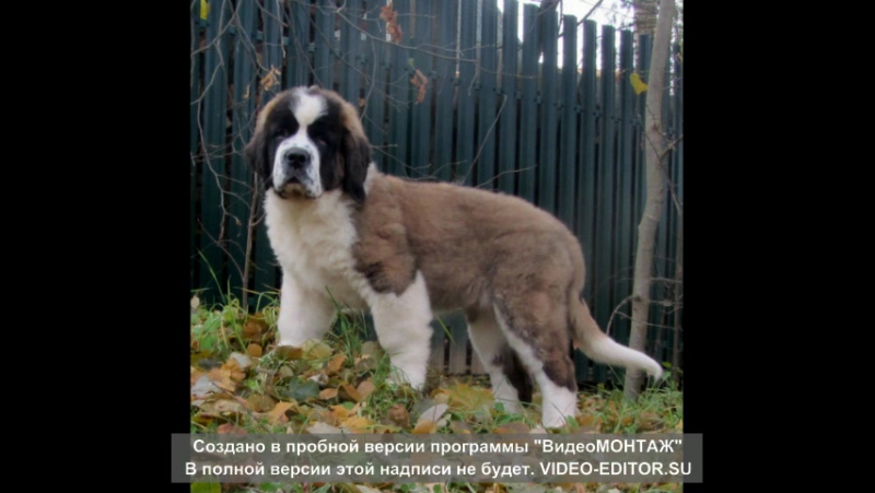 НАВИЛОТОШ ФРЕСКА ФЬЮТЕР 3
