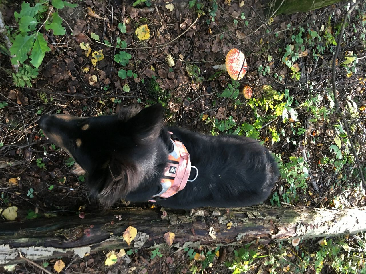 Кошки в нашей жизни. Кошки и все, что с ними связано.