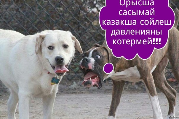 Казакша приколы картинка