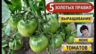 МОИ  ТОМАТЫ 5 ЗОЛОТЫХ ПРАВИЛ ВЫРАЩИВАНИЯ