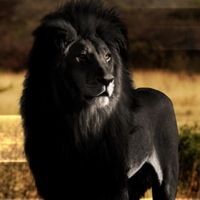 Алекс Борисович