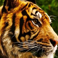 Степан Рыбкин | 