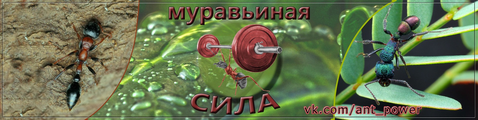 Муравьиная сила | Всё О муравьях и ДЛЯ муравьёв. 2025 | ВКонтакте