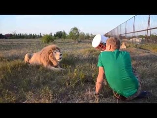 УДИВИТЕЛЬНОЕ   РЯДОМ !  Человек  кормит льва и отгоняет остальных львов  от него ! Тайган .Крым