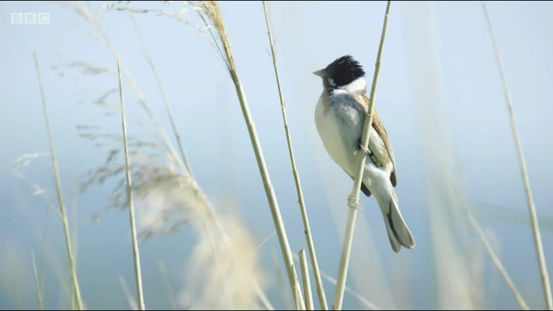 Springwatch 2020 : Episode 5 ( BBC Two 2020 UK)(
