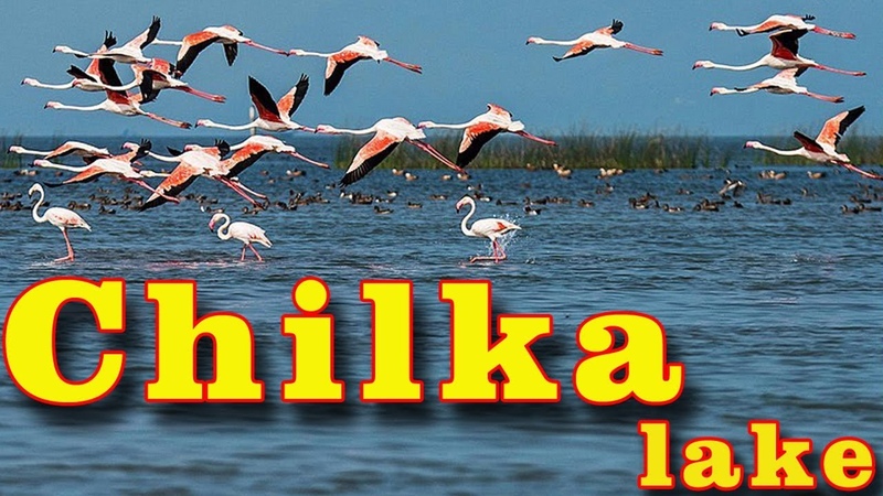Chilka lake in
