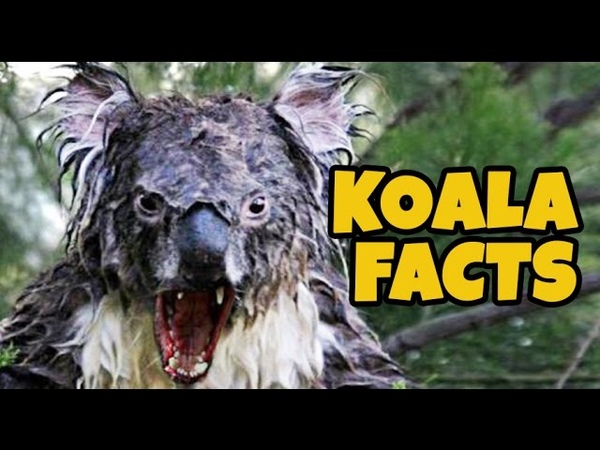 15 Facts About Koalas Nobody Knows