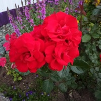 Светлана Морозова