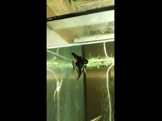 pterophyllum scalare