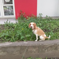 Ксения Горбунова