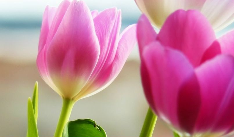 Надежда Балецкая ✰ | Березовский