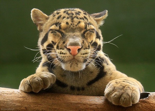 Таня Лектер | Запорожье