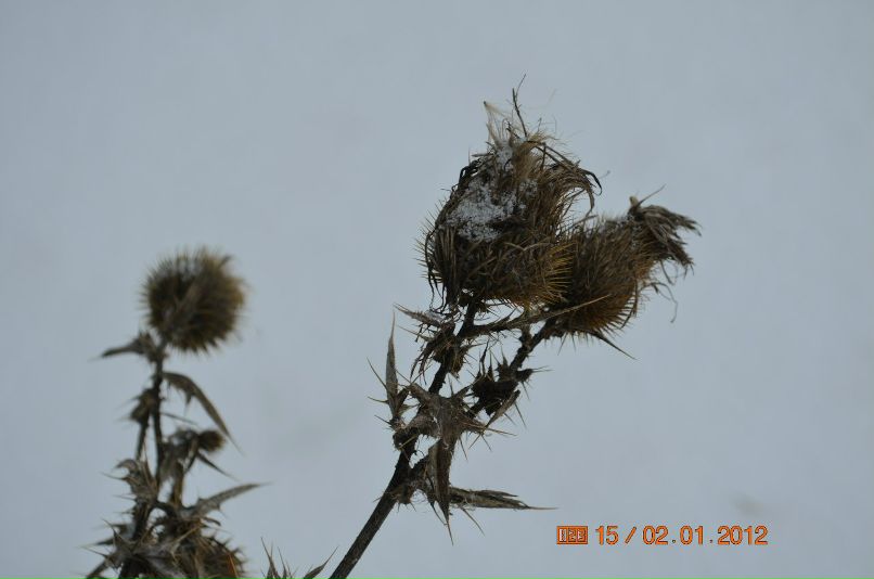 Елена Башкова | Ижевск