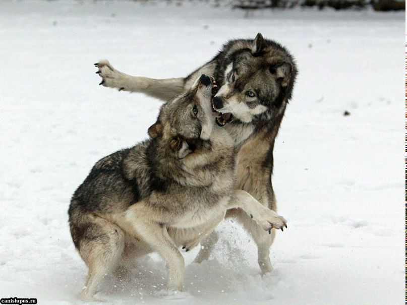 Кирилл Ионкин | Севастополь (село)