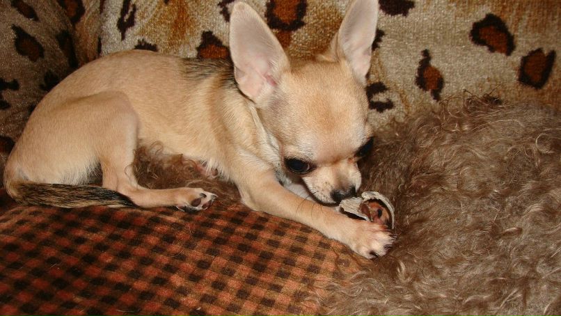 Александра Богатырева Белка | Екатеринбург