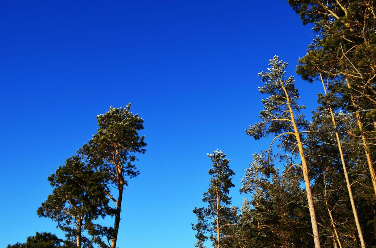 Анна Николаева | Бердск