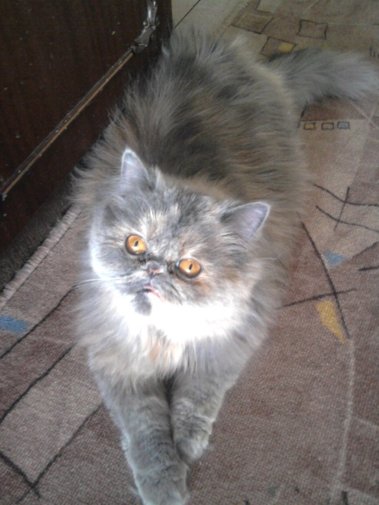 Елена Разина-Сенчукова | Архангельск