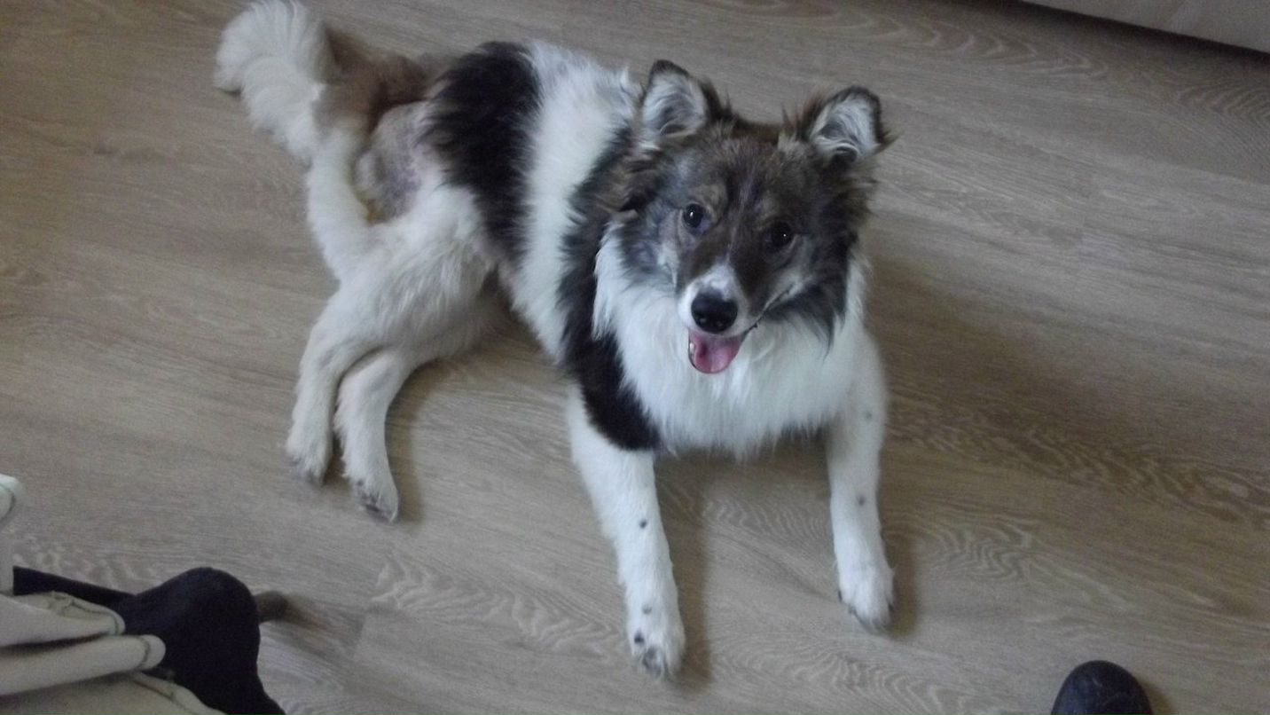 Дмитрий Соколов | Санкт-Петербург