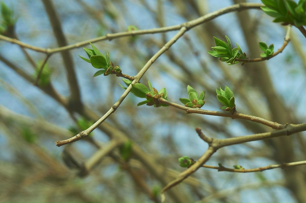 Ильгам Якупов | Уфа