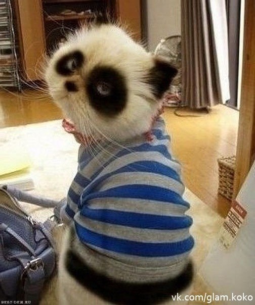 Александр Мокич Федорович | Днепр (Днепропетровск)