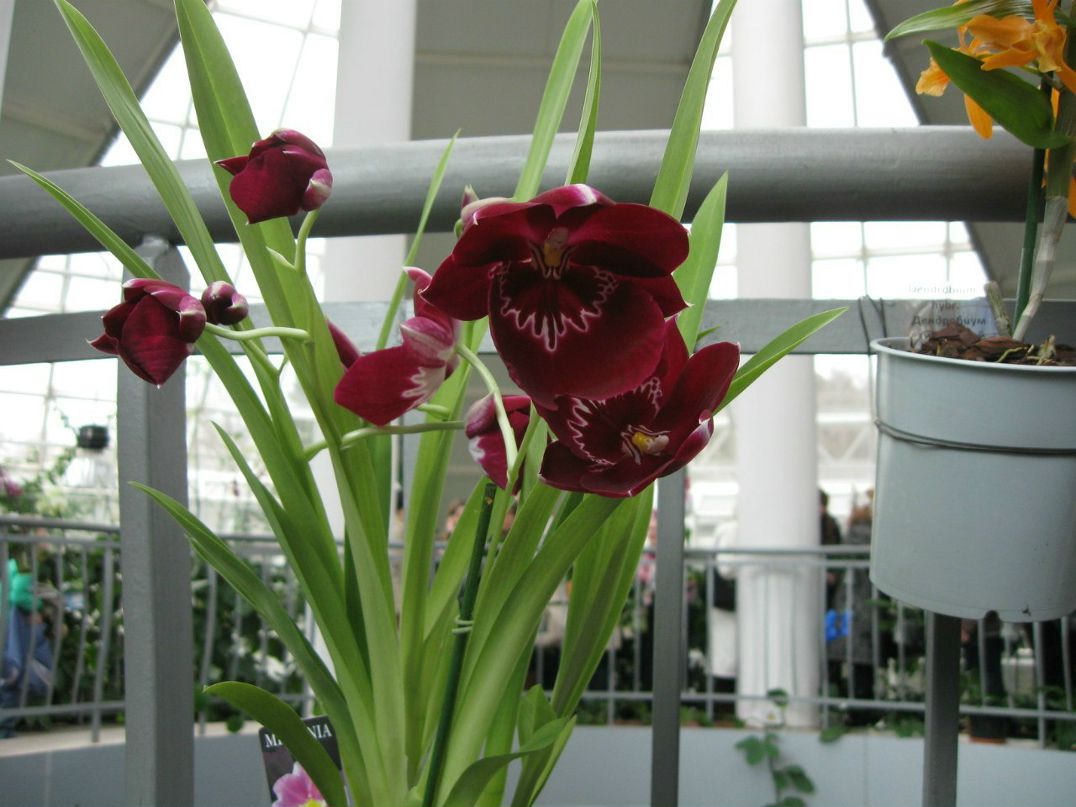 Катерина Лаппо | Минск