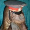 Аватар: Морж Осеторский