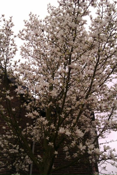 №43, Юлия Леонтьева, Utrecht №43, Юлия Леонтьева, Utrecht