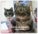 №17 Марина Подольская 12.11: профиль, фото, статус - ВКонтакте