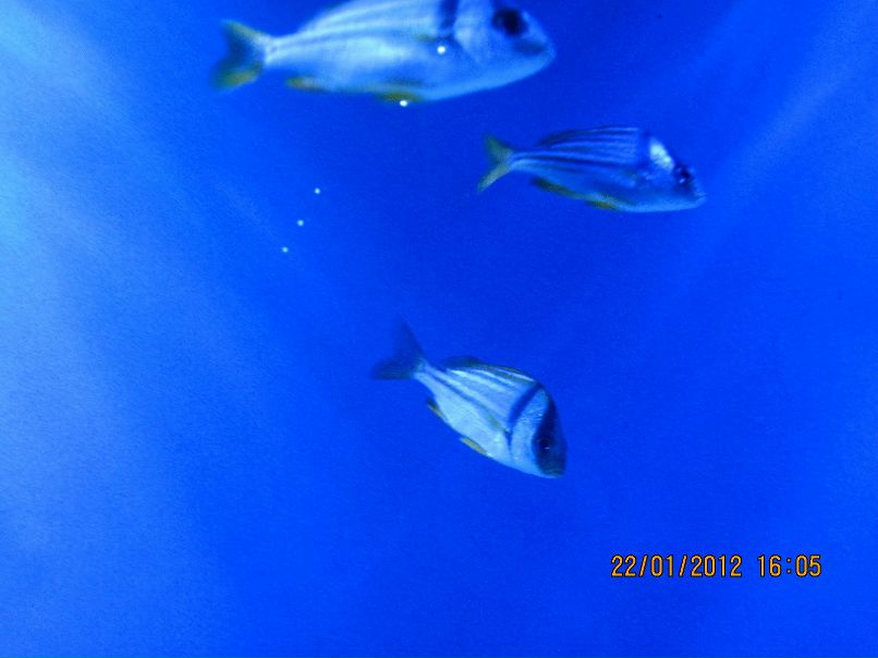 Настя Гусева | Санкт-Петербург