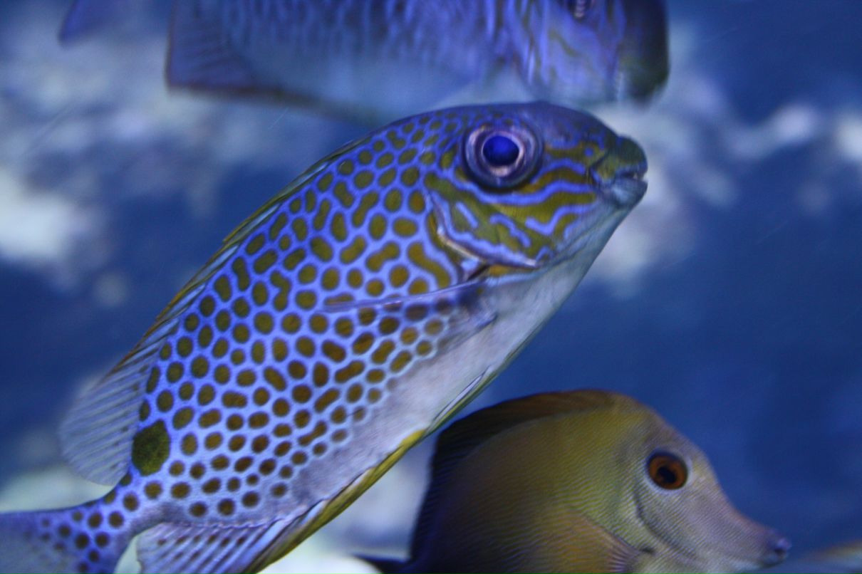 Ирина Сорочан | Москва