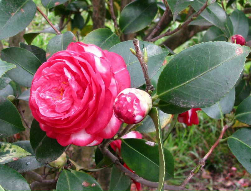 Марьяна Веселова | Санкт-Петербург