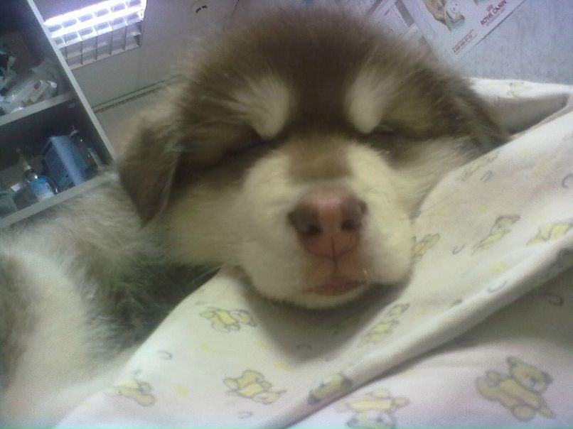 Александр Автаев | 