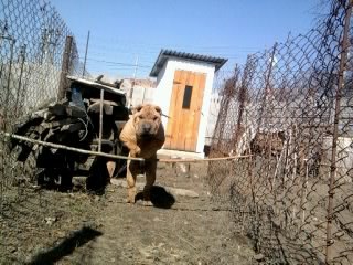 Настюша Сологуб | Черневцы