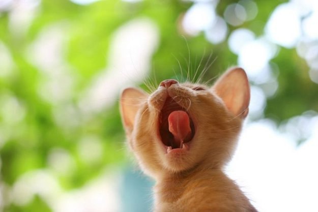 Андрей Вацюк | 