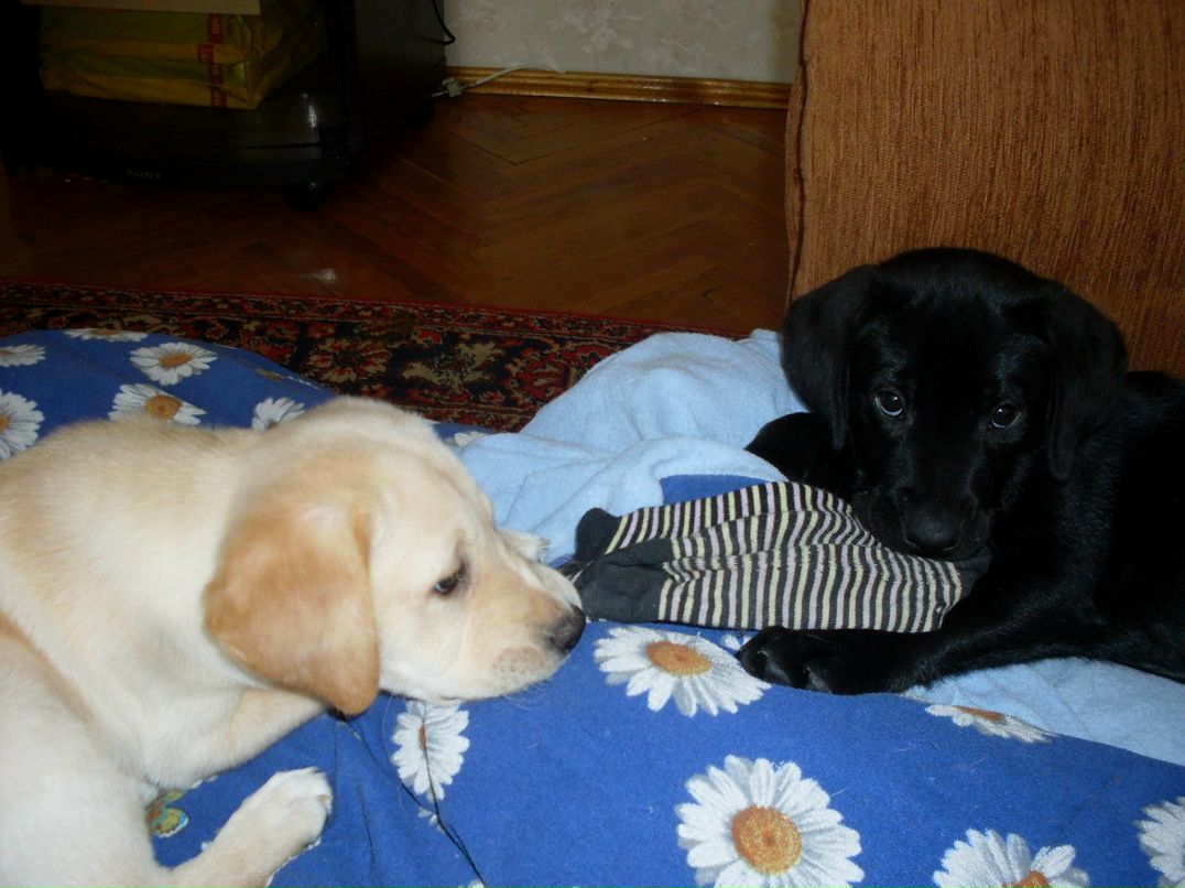 Диана Оренко | Киев