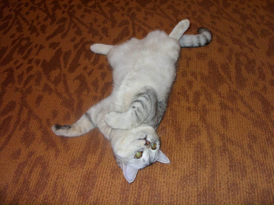 Екатерина Чеботаева | Кирово-Чепецк