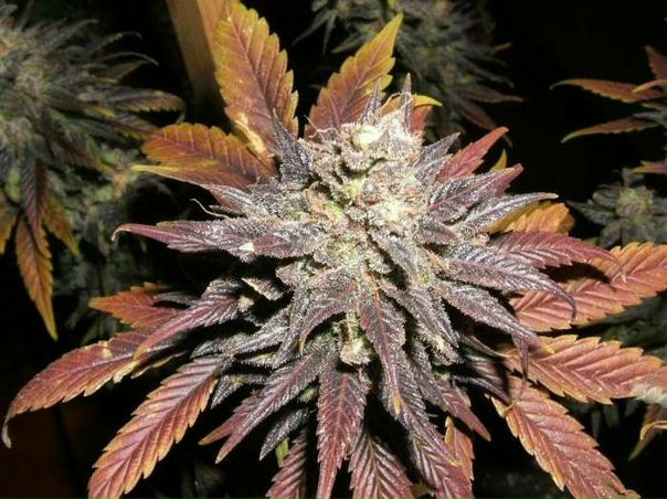 №52, Юра Крюков, 30 лет, Львов №52, Юра Крюков, 30 лет, Львов