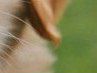 Евгений Мамонтов | Выборг