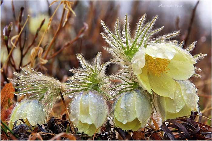Таня Коломиец | Киев