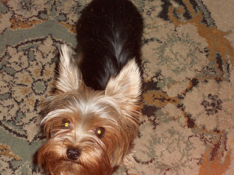 Софья Романовская | Санкт-Петербург