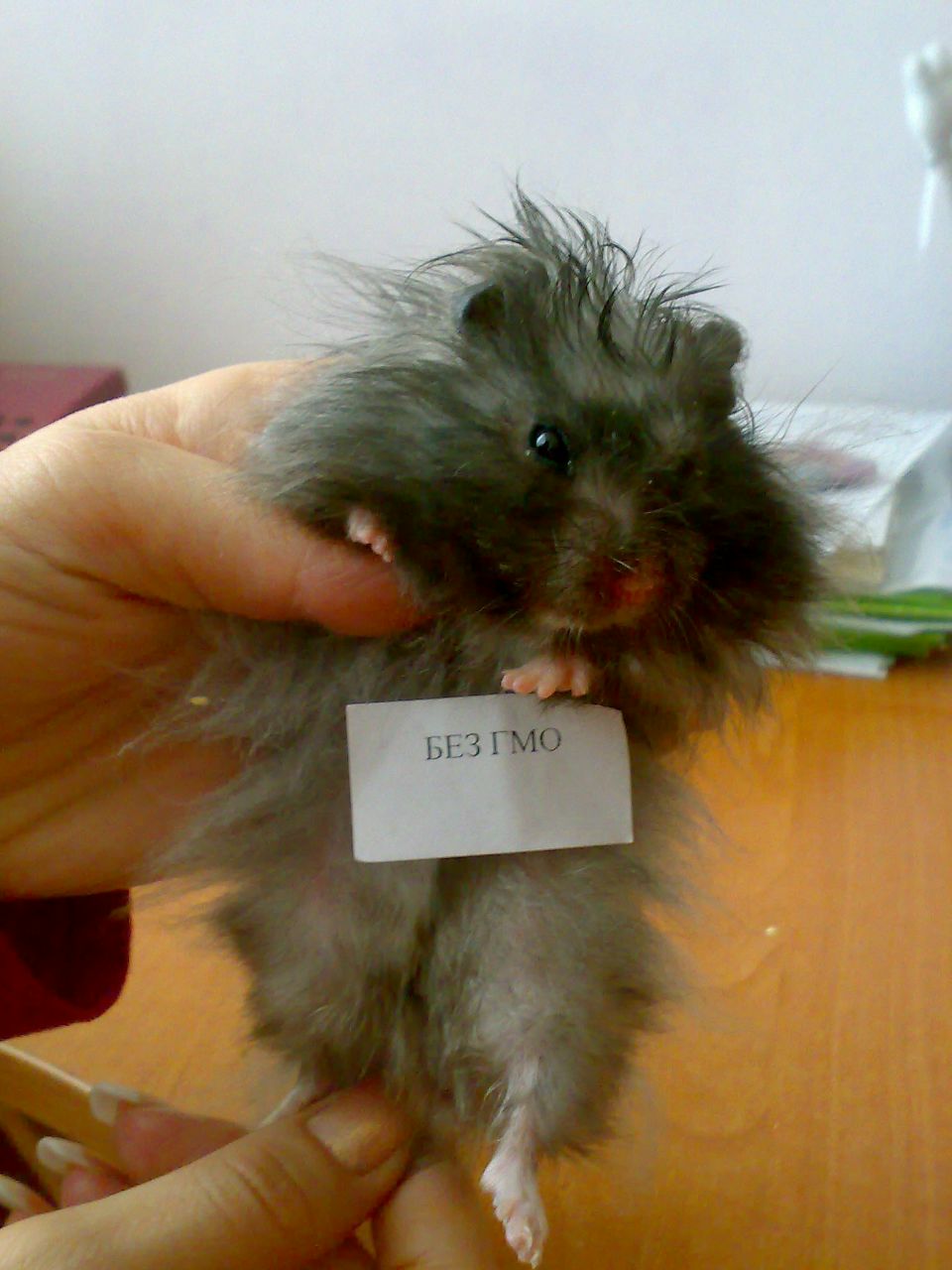 Роман Мирный | Полтава