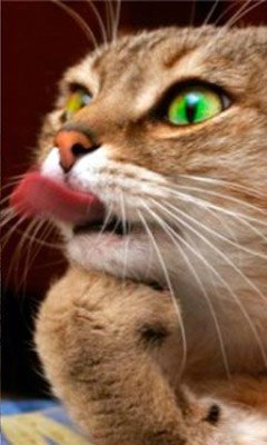 Белла Баранова | Кемерово